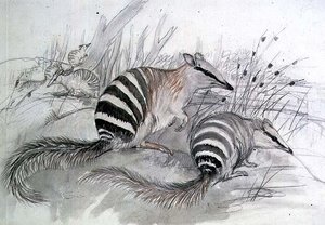 Fourmilier rayé, 19e siècle - John Gould